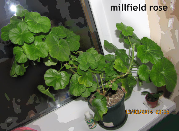 !millfield rose.jpg
