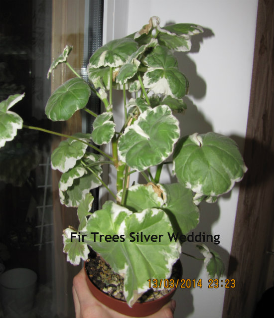 !Fir Trees Silver Wed..jpg