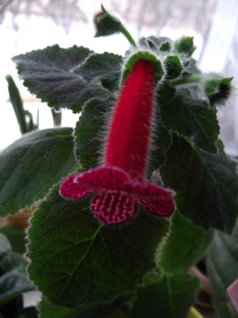 GEDC2888.JPG