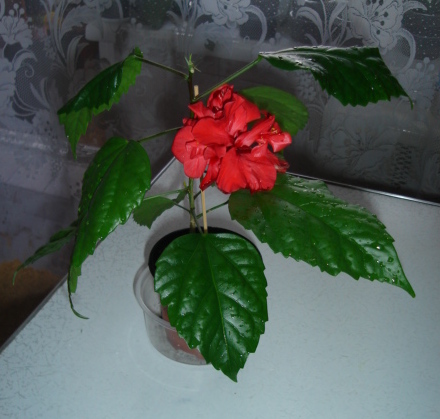 DSC00949.JPG