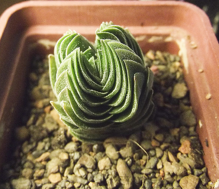 buddha's-temple.jpg