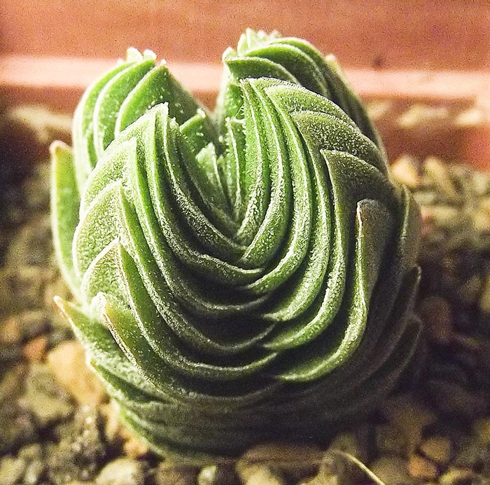 buddha's-temple1.jpg