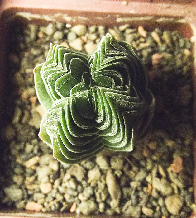 buddha's-temple3.jpg
