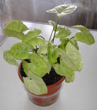 DSC01444.JPG