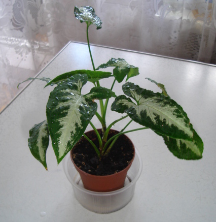 DSC01426.JPG