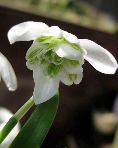 ГАЛАН (Galanthus nivalis var. Flore Pleno).jpg