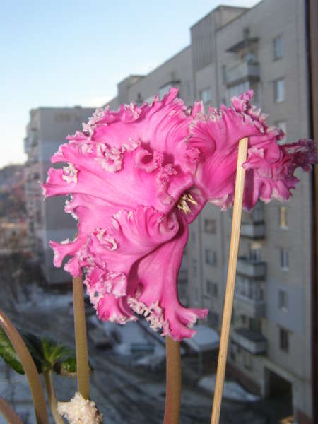 рок кр.jpg