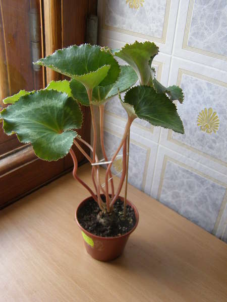 Стриата 1.jpg