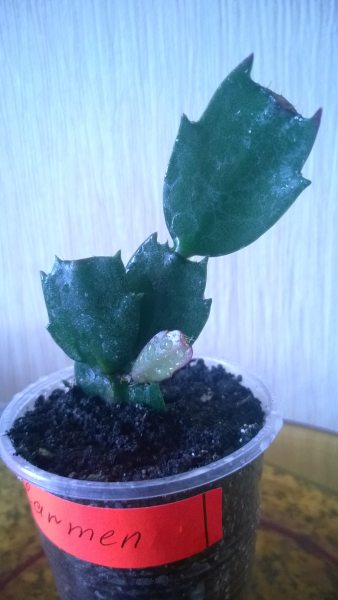 WP_20140320_003.jpg
