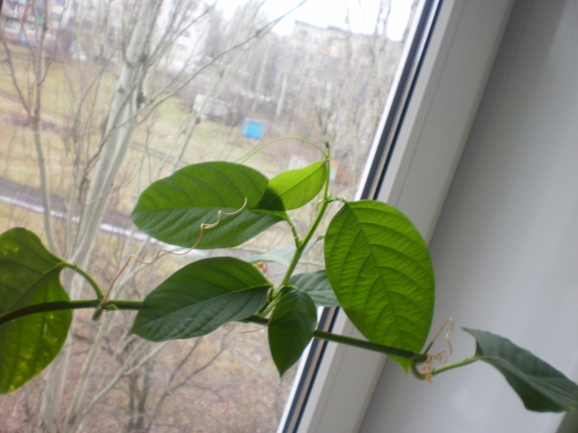 P5220002.jpg
