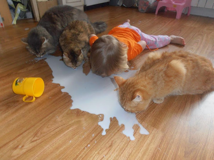 котята.jpg