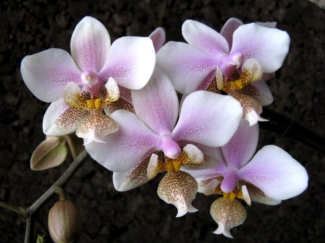 phal._philadelphia__phal1.jpg