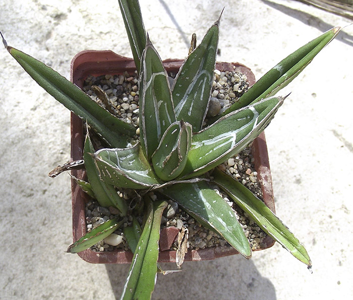 Agave-victoriae-reginae.jpg