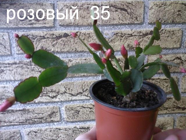SP_A3054.jpg