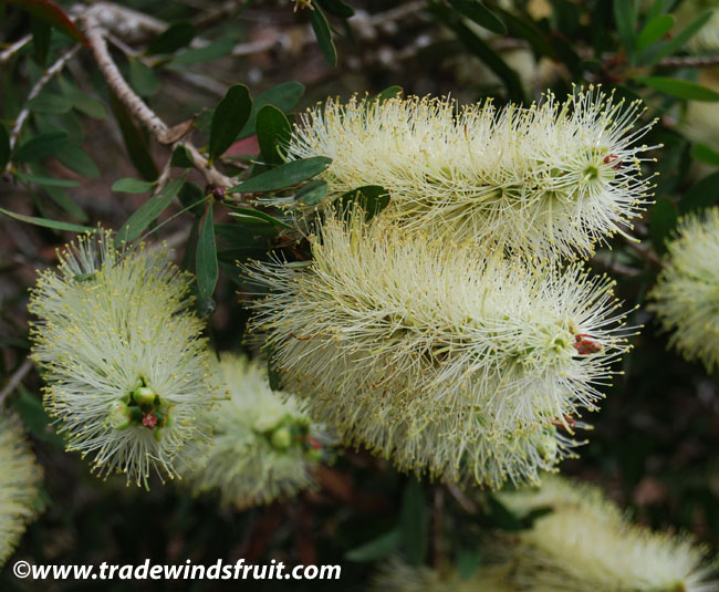 callistemon_pallidus.jpg