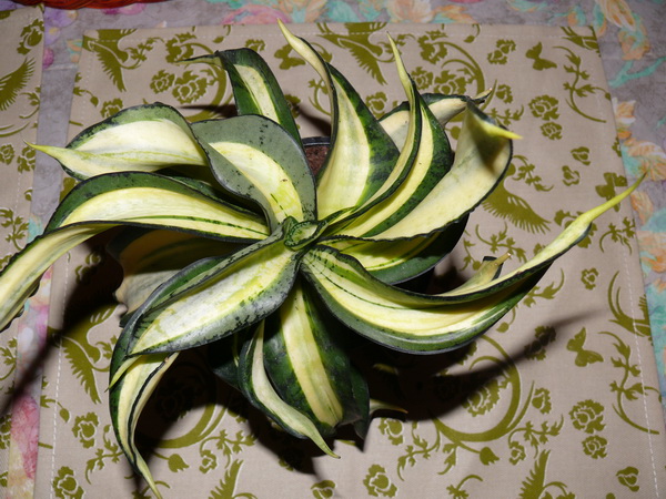 санса венди.jpg