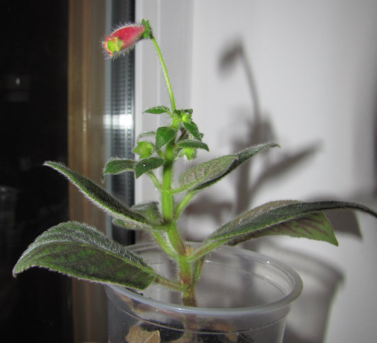 колерия Clytie.jpg