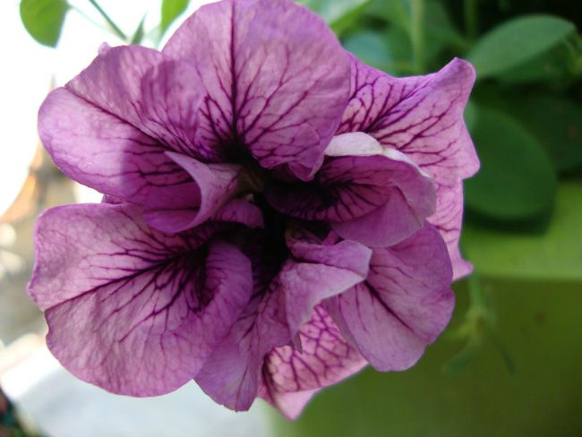 Lavender Bouquet.jpg