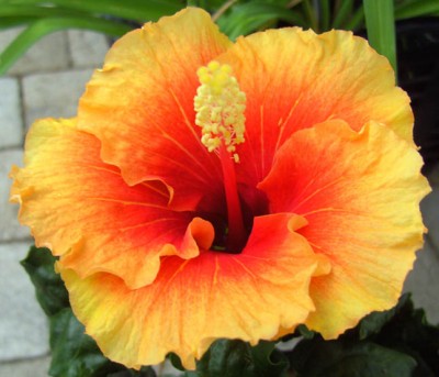 Hibiscus_Apollo.jpg