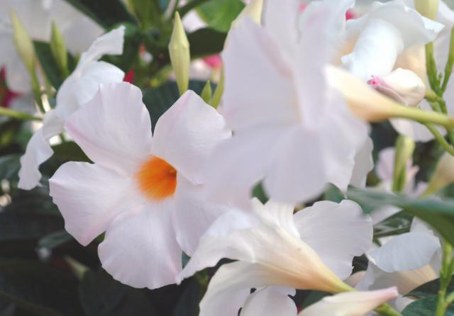 дипладения Cosmos White.jpg