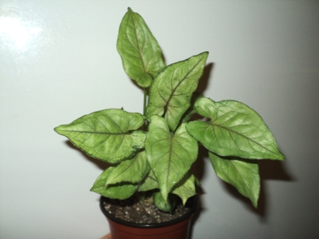 DSC08576.JPG