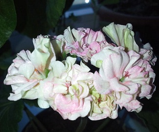 Brookside Bolero.jpg