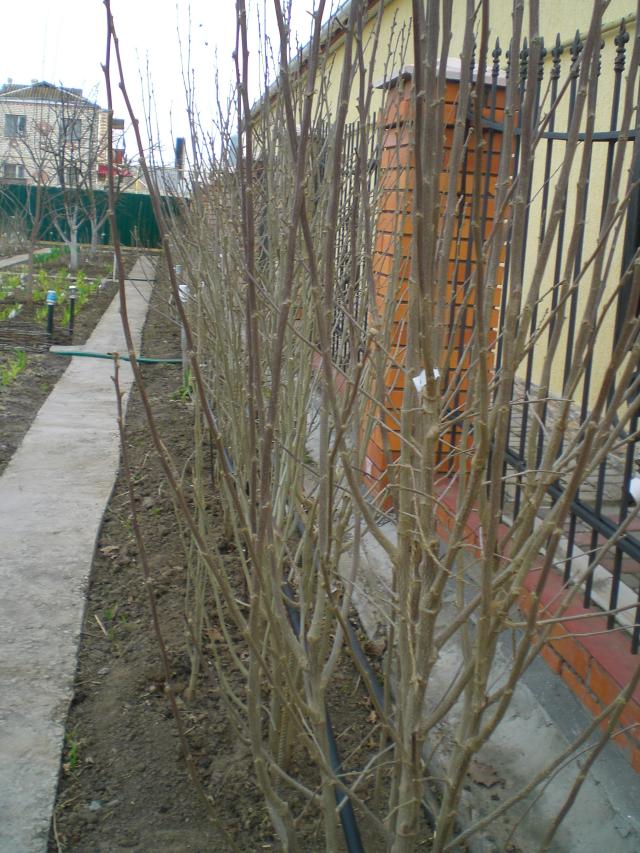 CIMG0051.jpg