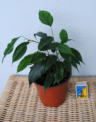 ficus.JPG