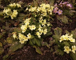 Photo-0011.jpg