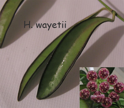 H.-wayetii.jpg