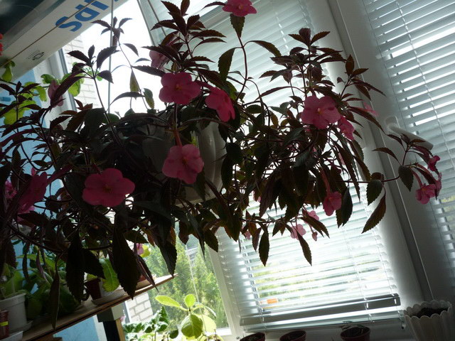 P1040586м.JPG