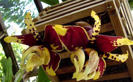 stanhopea_tigrina2_popup.jpg