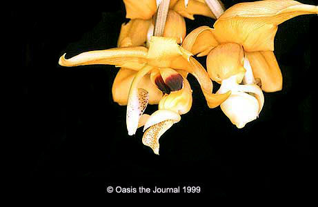 stanhopea_anfracta.jpg