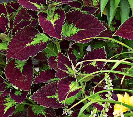 Coleus-Dipt in Wine.jpg