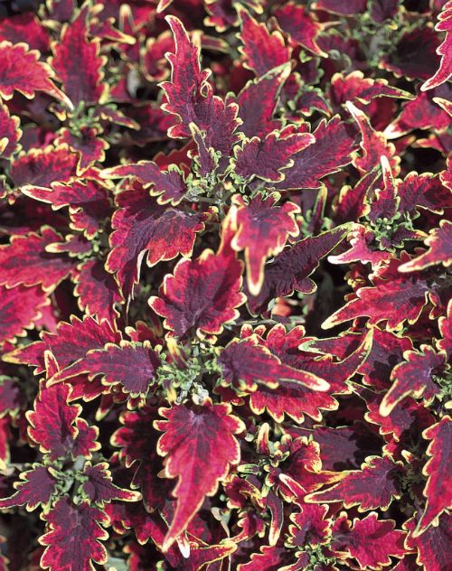 Coleus SkyFire.jpg