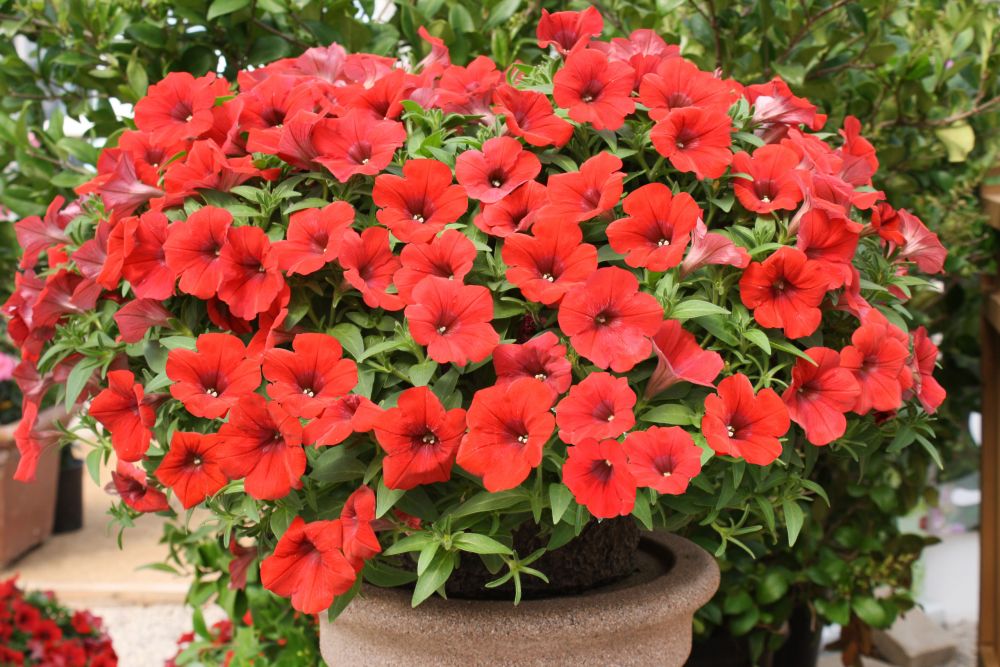 Surfinia Deep Red.jpg