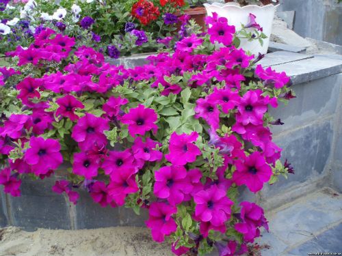Surfinia Giant Purple.jpg