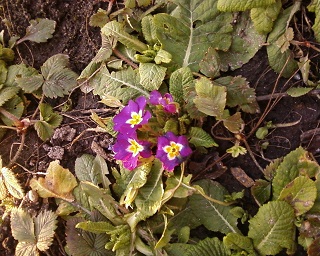 Photo-0009.jpg