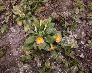 Photo-0013.jpg