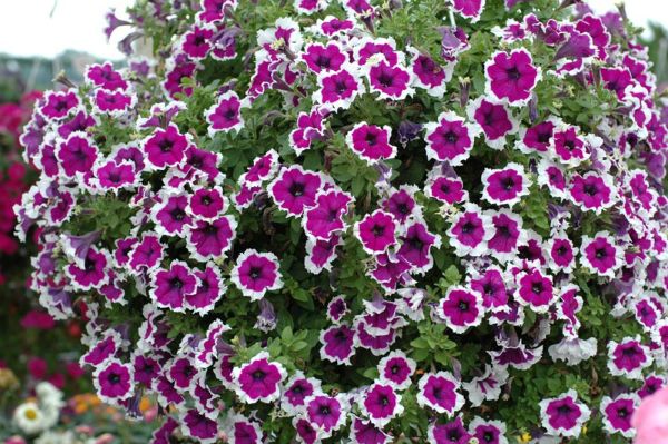 Petunia_Corona_Amethyst.jpg