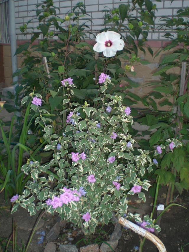 CIMG0128.jpg