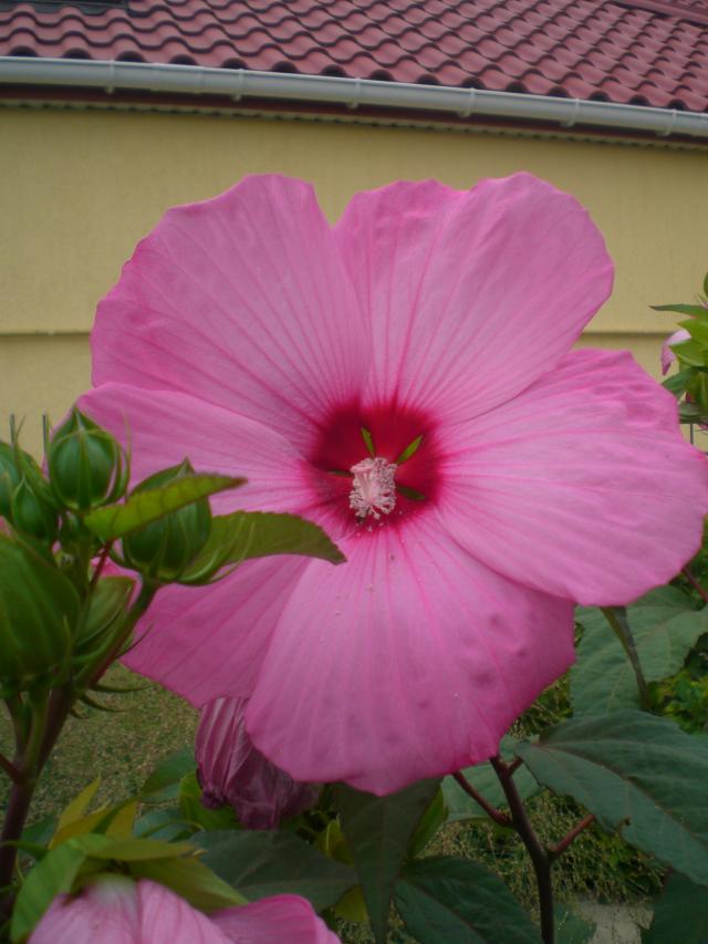 CIMG0057.jpg