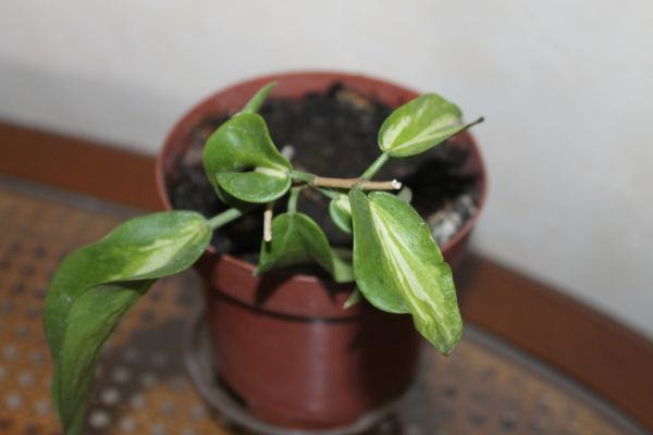 IMG_5173.jpg