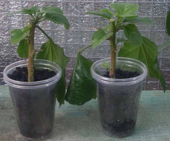 DSCN5826.JPG