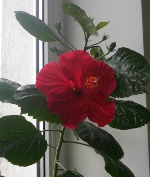 DSCN4960.JPG