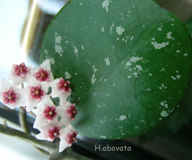 H.obovata.jpg