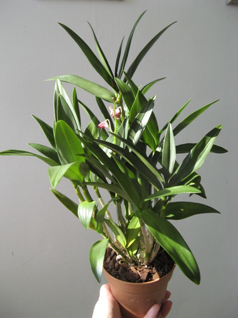 dendrobium_kingianum 3.JPG