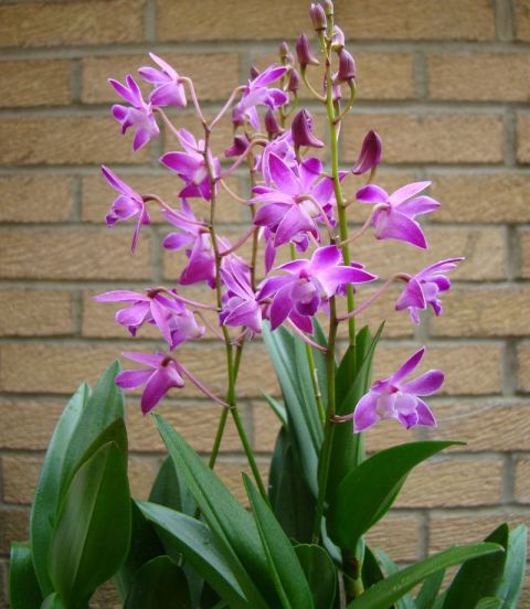 dendrobium_kingianum 2.jpg