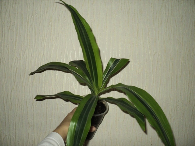 DSC08708.JPG