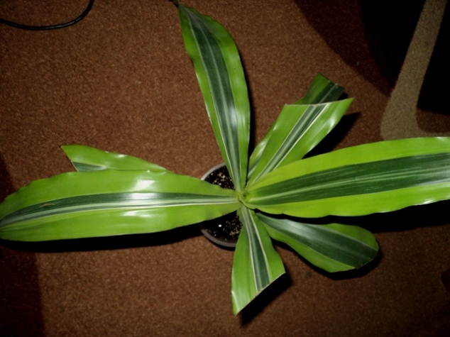 DSC08710.JPG